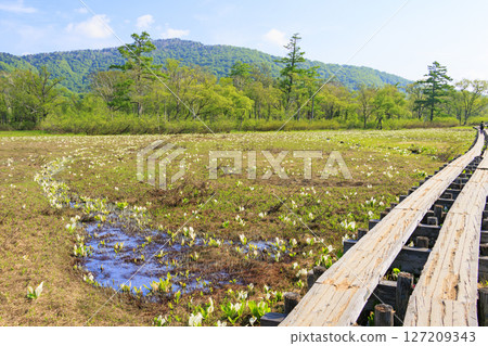 Early summer in Oze: Fresh greenery and blooming skunk cabbages from Yamanohana to Ryugu 127209343