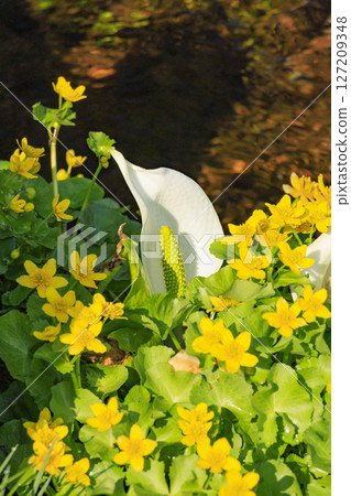 Early summer in Oze: Fresh greenery and blooming skunk cabbages from Yamanohana to Ryugu Early summer in Oze: Fresh greenery and blooming skunk cabbages from Yamanohana to Ryugu 127209348