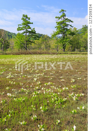 Early summer in Oze: Fresh greenery and blooming skunk cabbages from Yamanohana to Ryugu Early summer in Oze: Fresh greenery and blooming skunk cabbages from Yamanohana to Ryugu 127209354