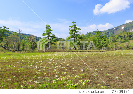 Early summer in Oze: Fresh greenery and blooming skunk cabbages from Yamanohana to Ryugu 127209355