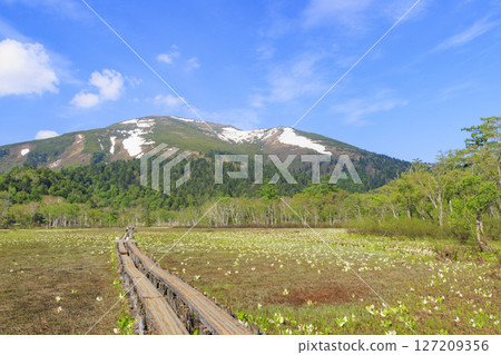 Early summer in Oze: Fresh greenery and blooming skunk cabbages from Yamanohana to Ryugu Early summer in Oze: Fresh greenery and blooming skunk cabbages from Yamanohana to Ryugu 127209356