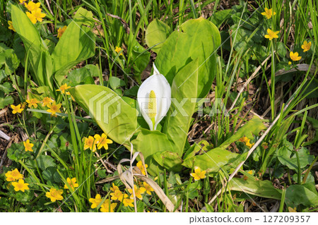 Early summer in Oze: Fresh greenery and blooming skunk cabbages from Yamanohana to Ryugu Early summer in Oze: Fresh greenery and blooming skunk cabbages from Yamanohana to Ryugu 127209357