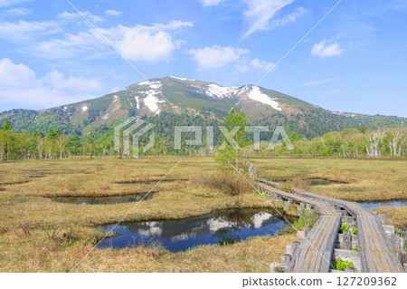 尾瀨初夏:從山花到龍宮,新綠盎然,臭菘盛開 尾瀨初夏:從山花到龍宮,新綠盎然,臭菘盛開 127209362