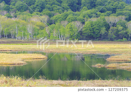 尾瀨初夏:從山花到龍宮,新綠盎然,臭菘盛開 尾瀨初夏:從山花到龍宮,新綠盎然,臭菘盛開 127209375