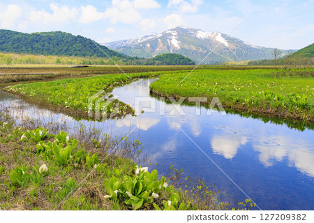 Early summer in Oze: Fresh greenery and blooming skunk cabbages from Yamanohana to Ryugu Early summer in Oze: Fresh greenery and blooming skunk cabbages from Yamanohana to Ryugu 127209382