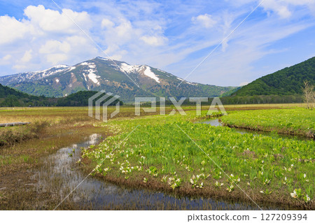 Early summer in Oze: Fresh greenery and blooming skunk cabbages from Yamanohana to Ryugu 127209394