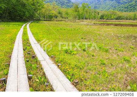 Early summer in Oze: Fresh greenery and blooming skunk cabbages from Yamanohana to Ryugu 127209408