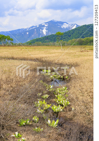 尾瀨初夏：從山花到龍宮，新綠盎然，臭菘盛開 127209413