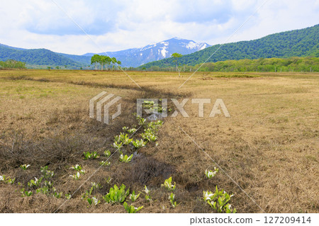 Early summer in Oze: Fresh greenery and blooming skunk cabbages from Yamanohana to Ryugu 127209414