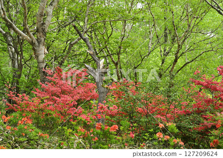 新的綠色和杜鵑花 新的綠色和杜鵑花 127209624