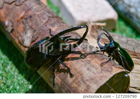 Neptune beetle and Caucasus beetle facing each other 127209790