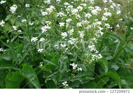 White horseradish flowers close up in organic garden. 127209971