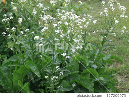 White horseradish flowers close up in organic garden. 127209973