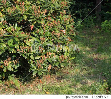 Rhododendron with death flowers  in summer garden. 127209974