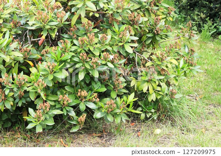 Rhododendron with death flowers  in summer garden. 127209975