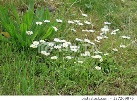 Bunch of wild daisy flowers, lat. Bellis perennis, in the lawn. Bunch of wild daisy flowers, lat. Bellis perennis, in the lawn. 127209976