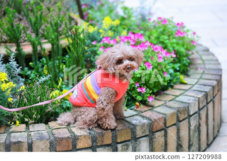 Toy poodle taking a photo with flowers Toy poodle taking a photo with flowers 127209988