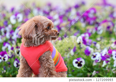 Toy poodle taking a photo with flowers Toy poodle taking a photo with flowers 127209993