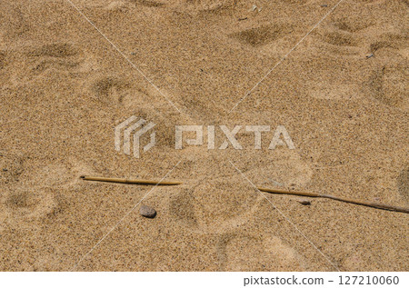 Dry sand close-up with footprints and a stick on the beach. High quality photo 127210060