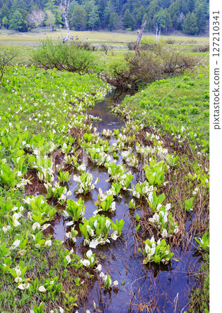 尾瀨初夏：研究樣品園的新綠和盛開的臭菘 127210341