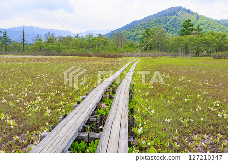 Early summer in Oze: Fresh greenery and blooming skunk cabbage at the Research and Sample Garden 127210347