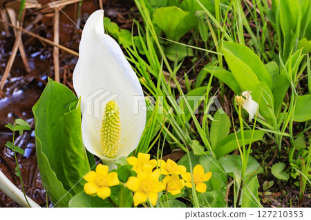Early summer in Oze: Fresh greenery and blooming skunk cabbage at the Research and Sample Garden Early summer in Oze: Fresh greenery and blooming skunk cabbage at the Research and Sample Garden 127210353
