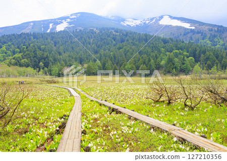 Early summer in Oze: Fresh greenery and blooming skunk cabbage at the Research and Sample Garden 127210356