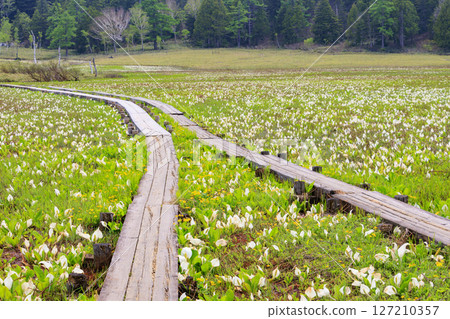 Early summer in Oze: Fresh greenery and blooming skunk cabbage at the Research and Sample Garden 127210357