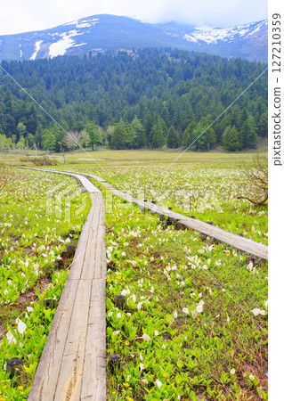 Early summer in Oze: Fresh greenery and blooming skunk cabbage at the Research and Sample Garden 127210359