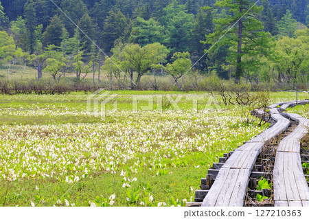 Early summer in Oze: Fresh greenery and blooming skunk cabbage at the Research and Sample Garden 127210363