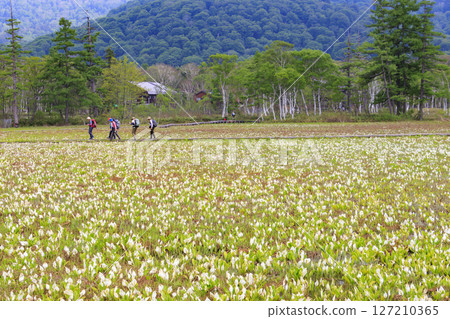 Early summer in Oze: Fresh greenery and blooming skunk cabbage at the Research and Sample Garden 127210365