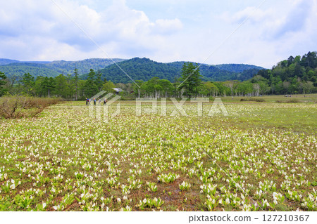 尾瀨初夏：研究樣品園的新綠和盛開的臭菘 127210367