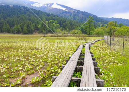 Early summer in Oze: Fresh greenery and blooming skunk cabbage at the Research and Sample Garden 127210370