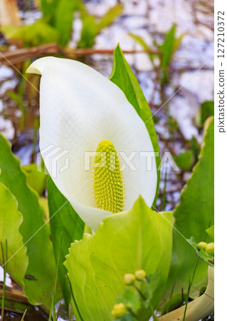 Early summer in Oze: Fresh greenery and blooming skunk cabbage at the Research and Sample Garden 127210372