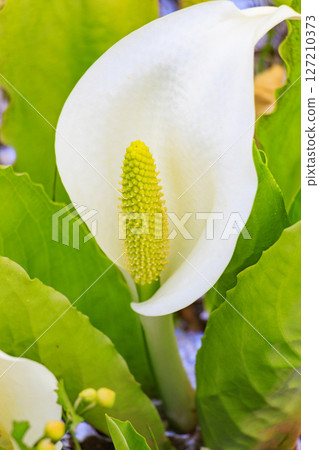 Early summer in Oze: Fresh greenery and blooming skunk cabbage at the Research and Sample Garden 127210373