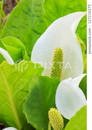 Early summer in Oze: Fresh greenery and blooming skunk cabbage at the Research and Sample Garden 127210375