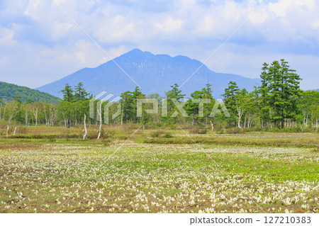尾瀨初夏：研究樣品園的新綠和盛開的臭菘 127210383