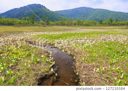 Early summer in Oze: Fresh greenery and blooming skunk cabbage at the Research and Sample Garden 127210384
