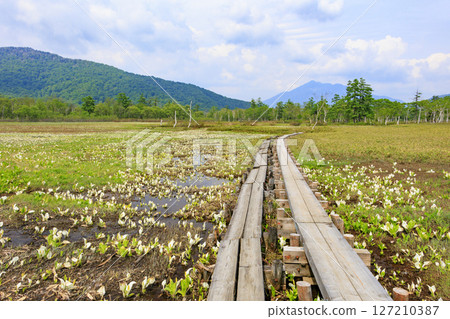 Early summer in Oze: Fresh greenery and blooming skunk cabbage at the Research and Sample Garden 127210387