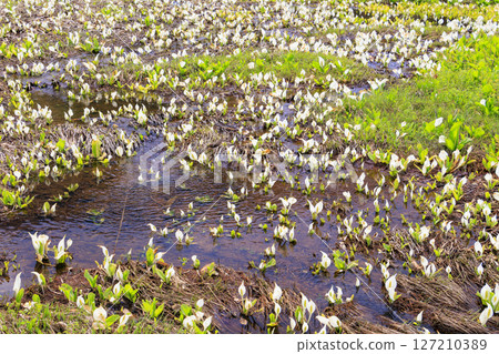Early summer in Oze: Fresh greenery and blooming skunk cabbage at the Research and Sample Garden 127210389