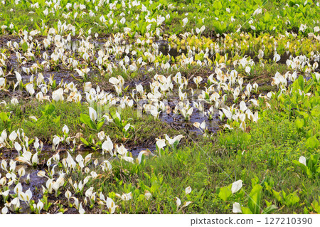 Early summer in Oze: Fresh greenery and blooming skunk cabbage at the Research and Sample Garden 127210390