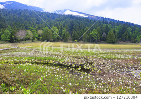 Early summer in Oze: Fresh greenery and blooming skunk cabbage at the Research and Sample Garden 127210394