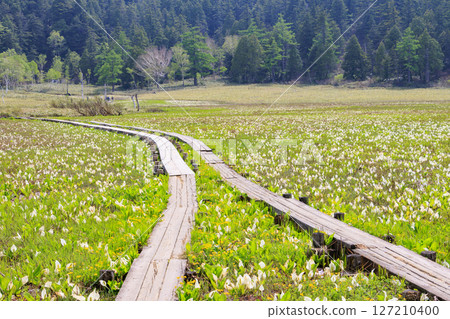 Early summer in Oze: Fresh greenery and blooming skunk cabbage at the Research and Sample Garden 127210400
