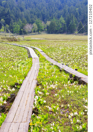 Early summer in Oze: Fresh greenery and blooming skunk cabbage at the Research and Sample Garden 127210402