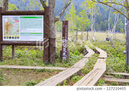 尾瀨初夏：研究樣品園的新綠和盛開的臭菘 127210405
