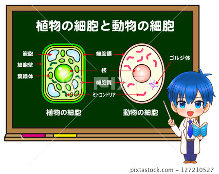 一個 Q版人物講授植物細胞和動物細胞的插圖素材 127210527