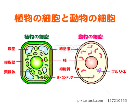 植物細胞和動物細胞的簡單圖解 植物細胞和動物細胞的簡單圖解 127210533