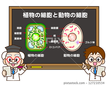 一位科學家教授植物和動物細胞課程的插圖材料 一位科學家教授植物和動物細胞課程的插圖材料 127210534