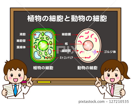 小學生講解植物細胞和動物細胞的插圖素材 小學生講解植物細胞和動物細胞的插圖素材 127210535