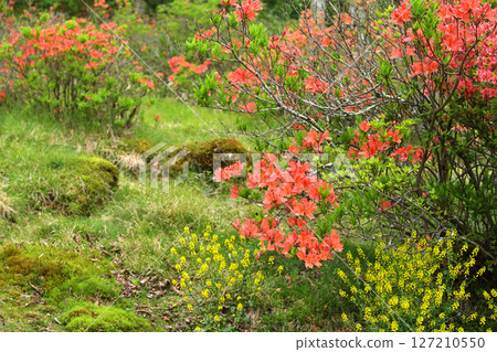 Ranged azalea 127210550